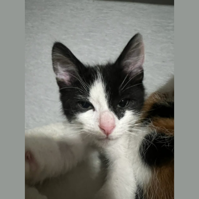 Photo of Rocket