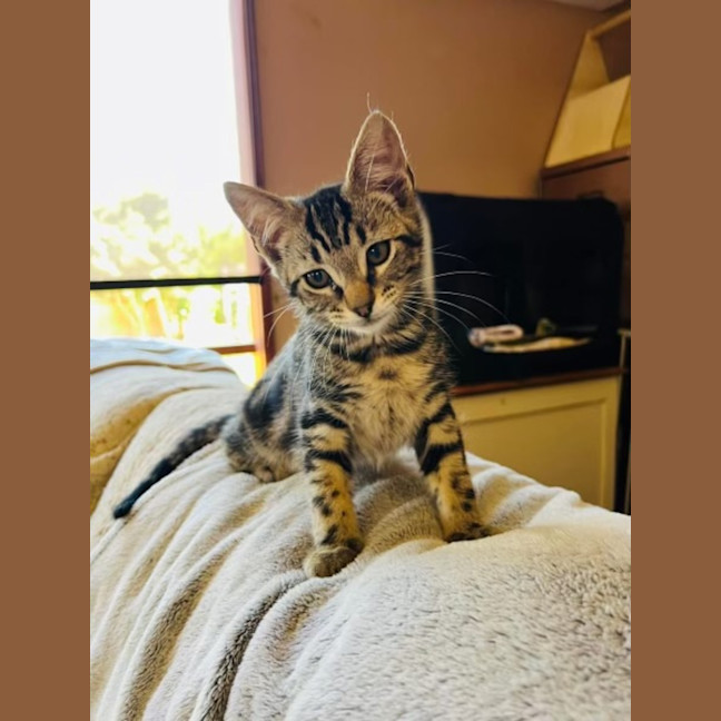 Photo of Tommy