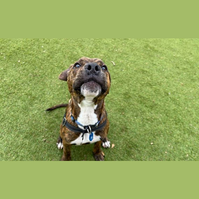 Photo of Pudge