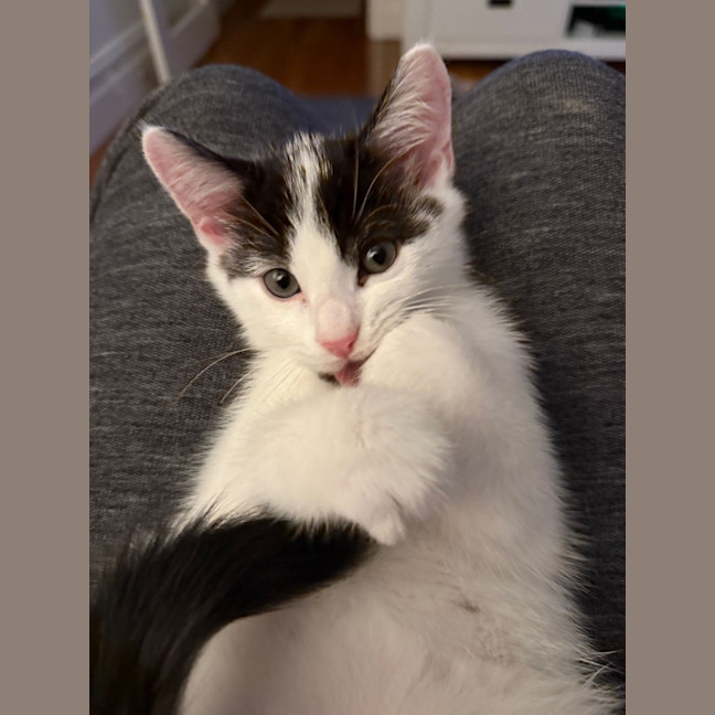 Photo of Oreo