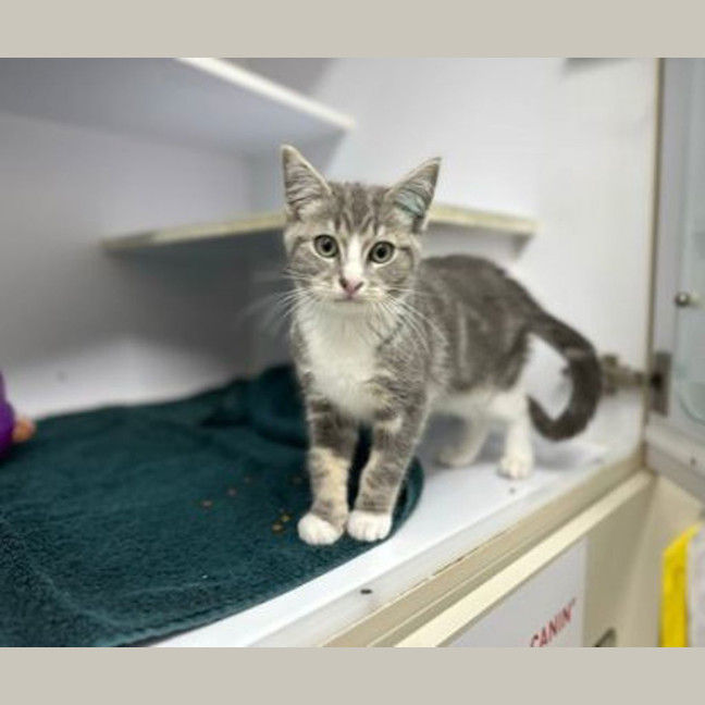 Photo of Comet