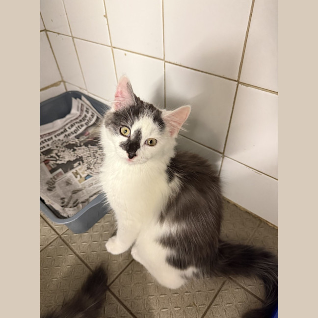 Photo of Snickers
