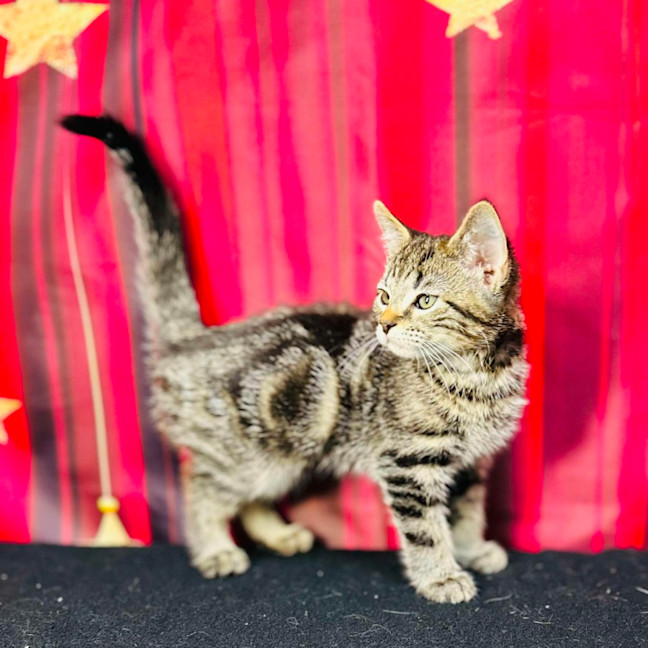 Photo of Pip (Located In Preston) 