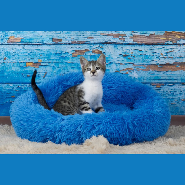 Photo of Peanut