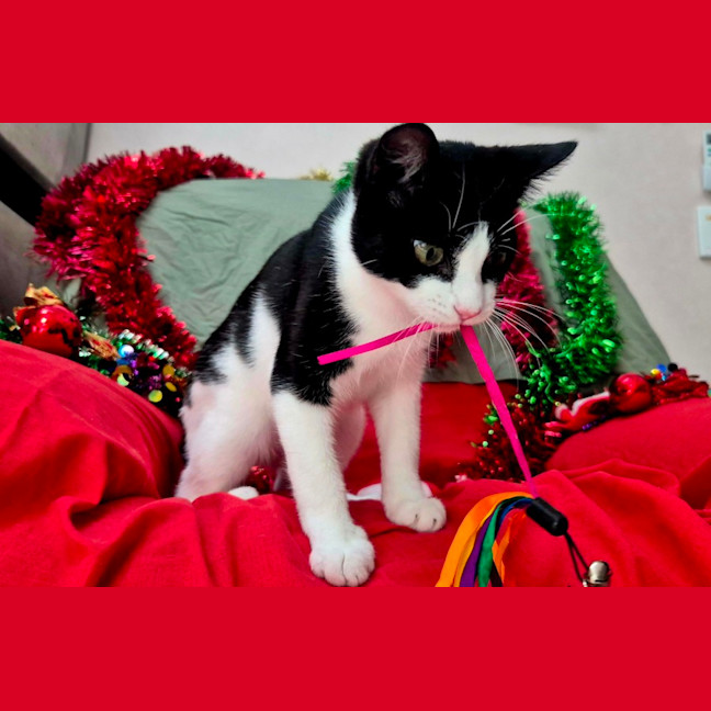 Photo of Bromley (9081)