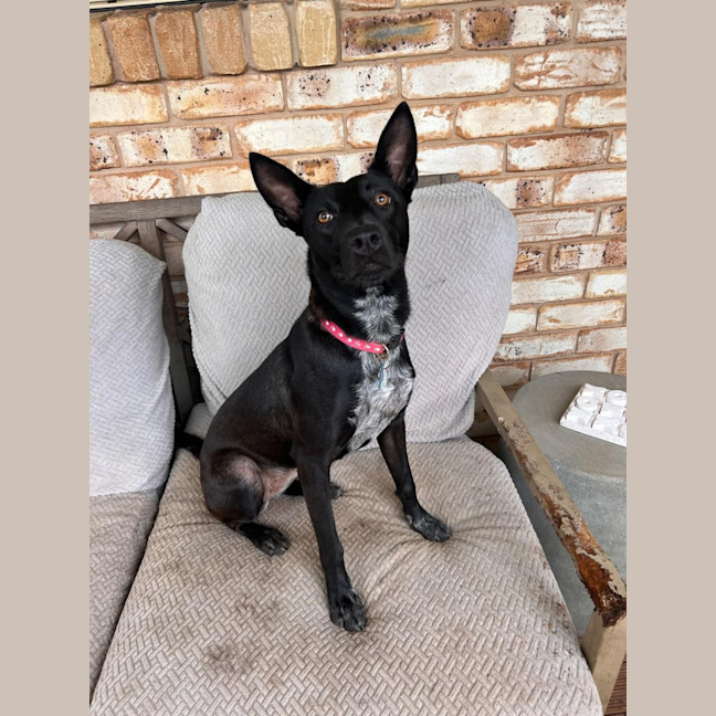Photo of Willow
