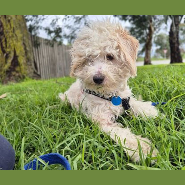Photo of Maggie May