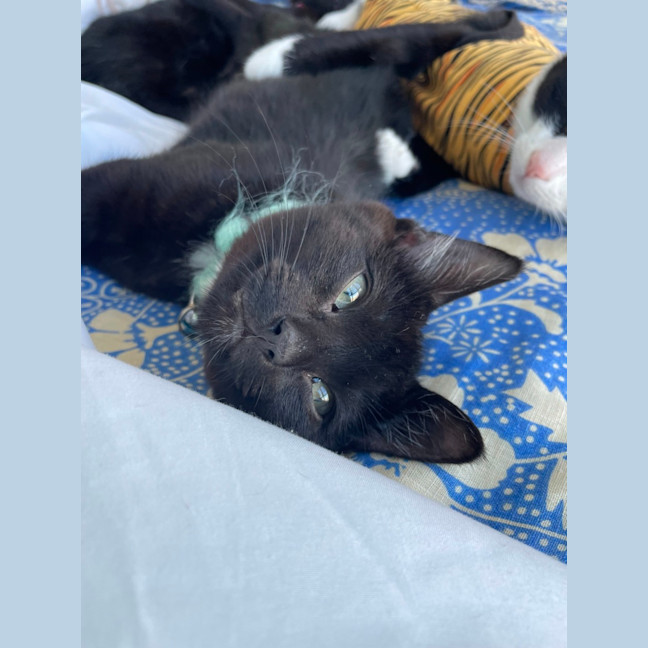 Photo of Clyde