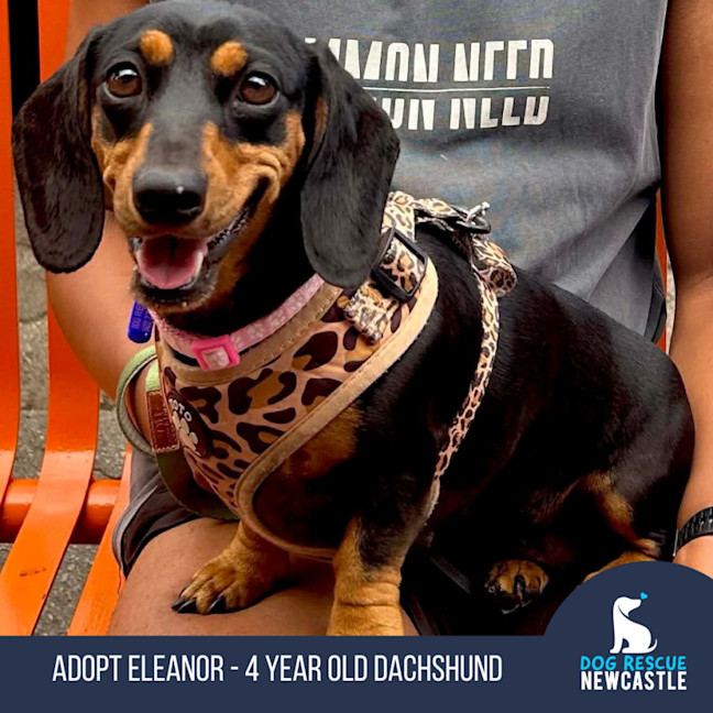 Photo of Eleanor   4 Year Old Dachshund