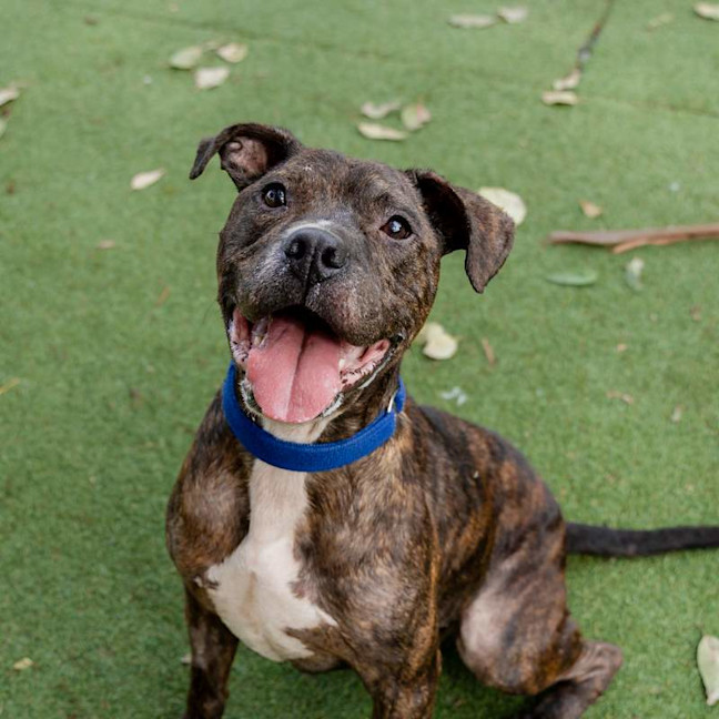 Photo of Brutus