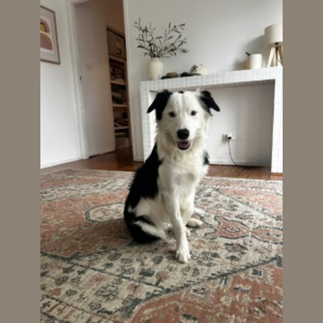 Photo of Oreo