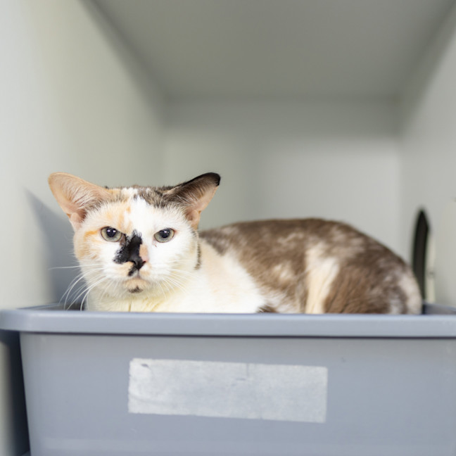 Photo of Chilli