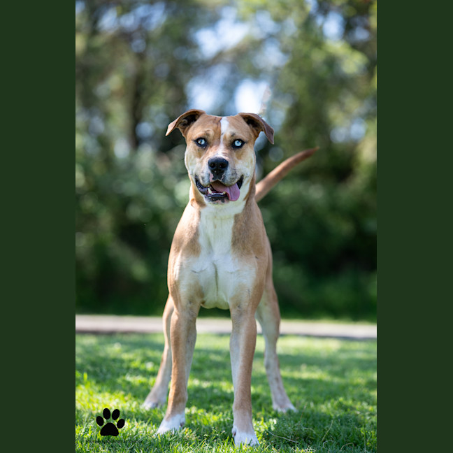 Photo of Cobalt