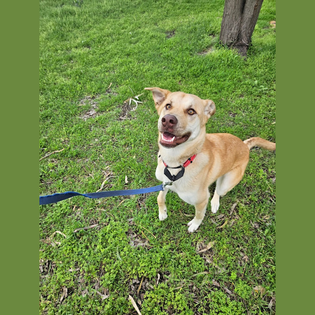 Photo of Gypsy