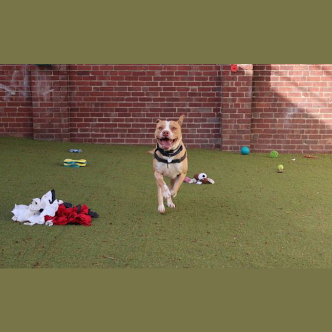 Photo of Peanut