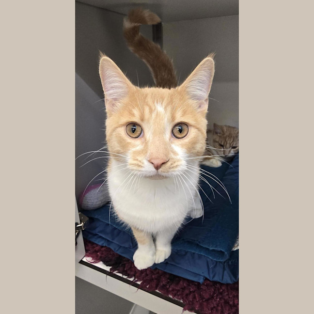 Photo of Jaskier (Bonded To Geralt)