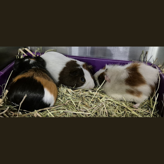 Photo of Gomez (Bonded With Batty And Dexter)