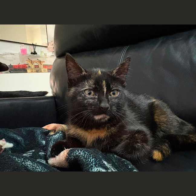 Photo of Caramel