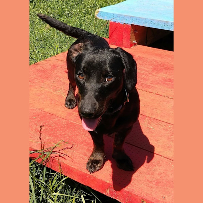 Photo of Stella