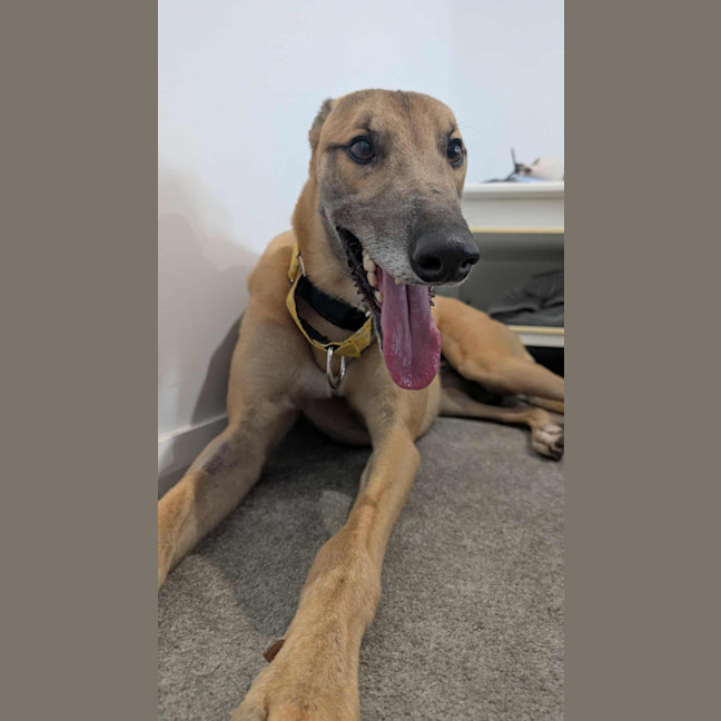 Photo of Sid, The Greyhound