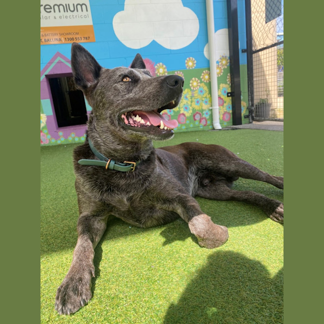 Photo of D1046 Diesel