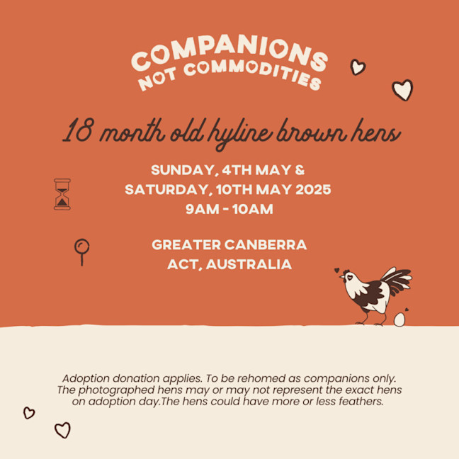 Photo of Rescue Hens