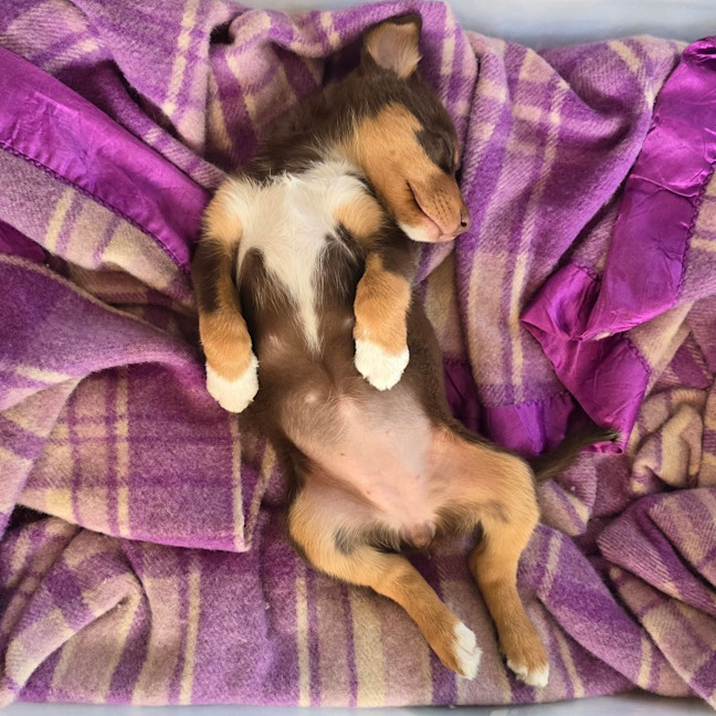 Photo of Baguette