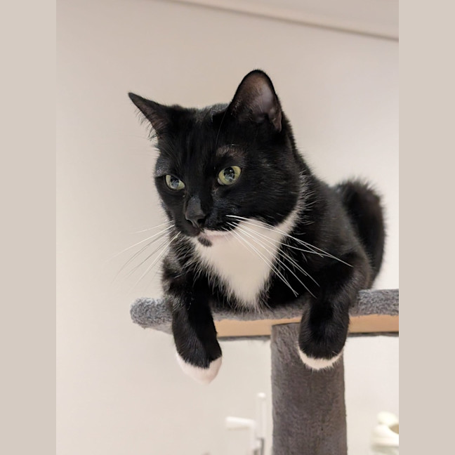 Photo of Domino