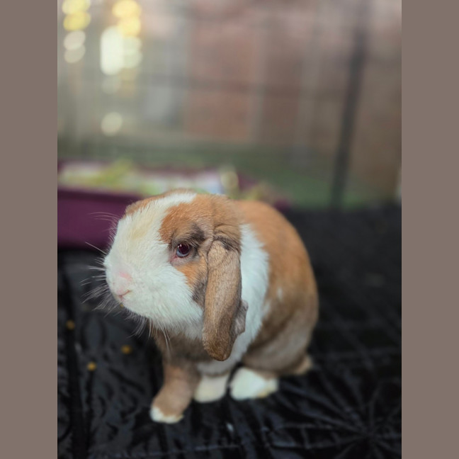 Photo of Snuggles