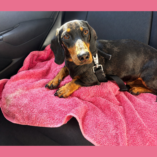 Photo of Dash (Mr Sausage)