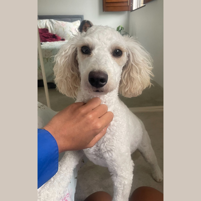 Photo of Waffle