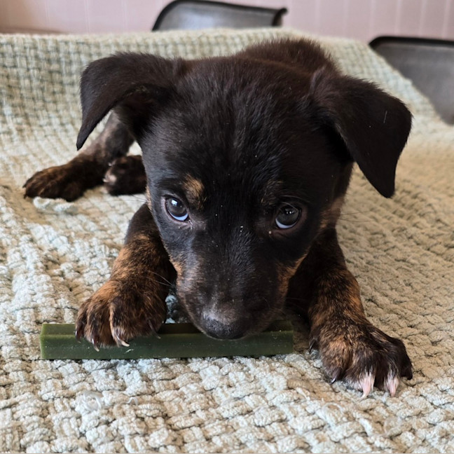 Photo of Dr Bunsen Honeydew