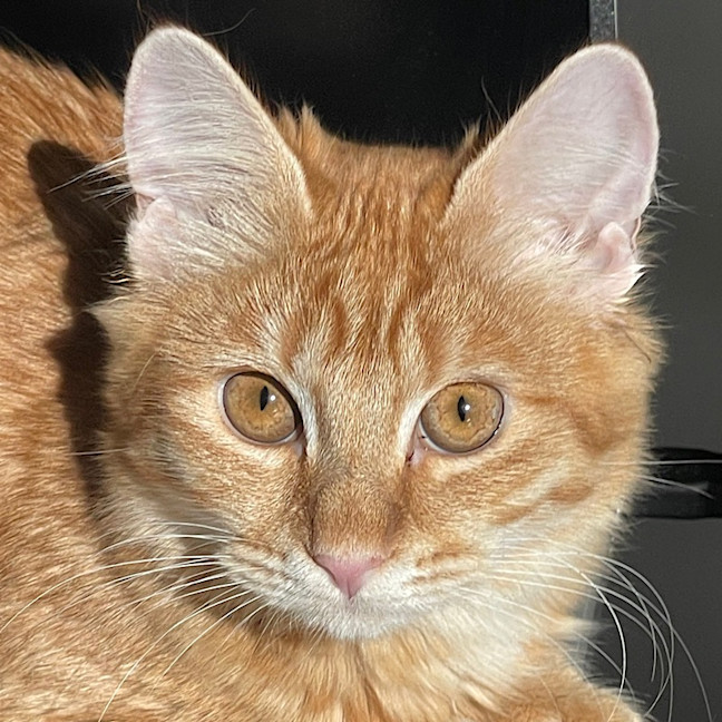 Photo of Willow (Fostered In Perth)