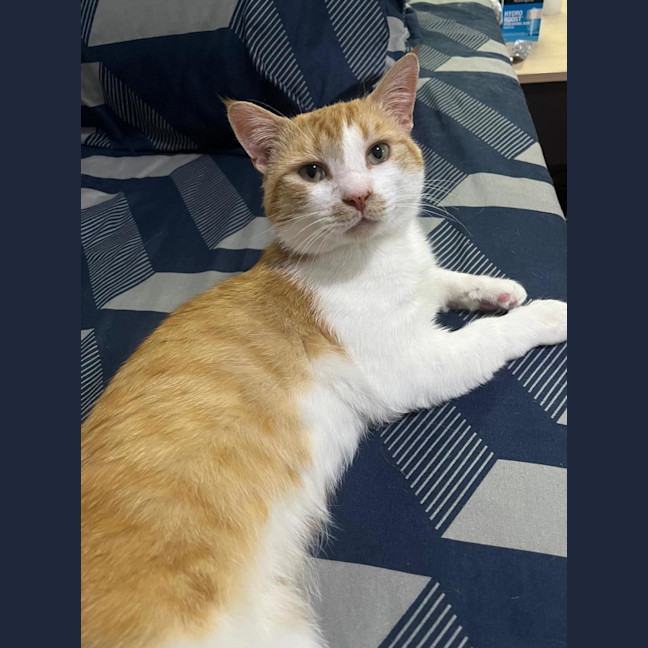 Photo of Pumpkin