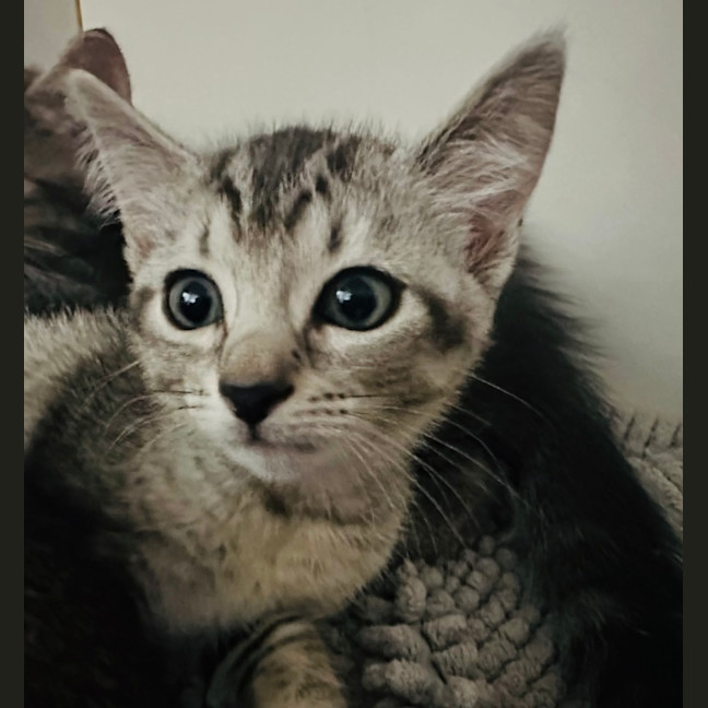 Photo of Petal