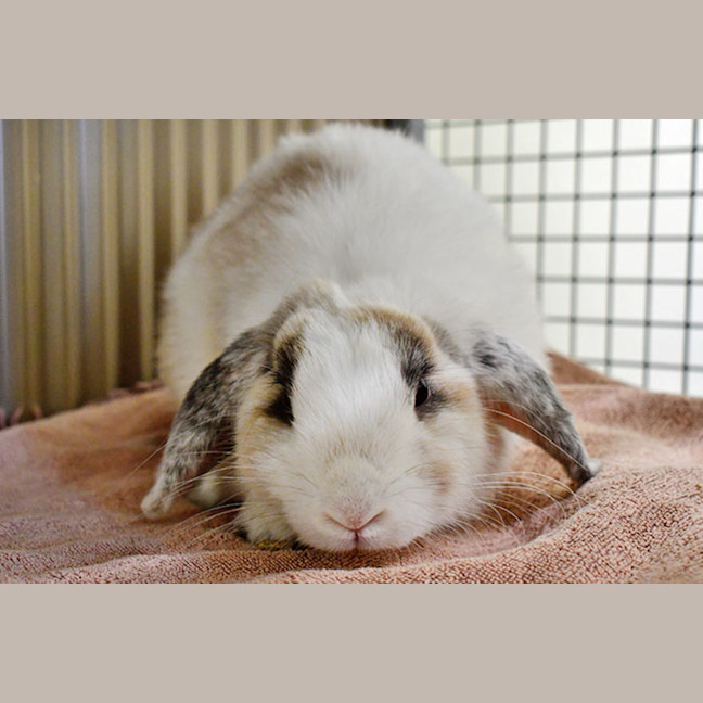 Photo of Harry Hopper