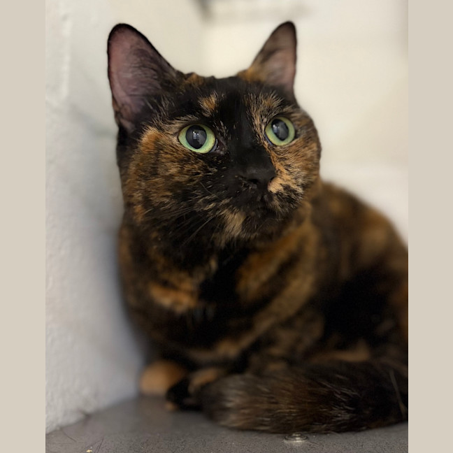 Photo of Lady