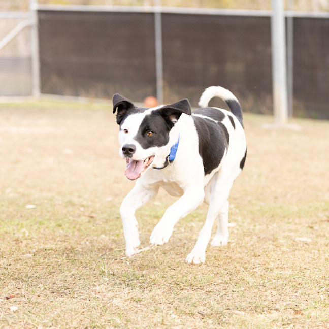 Photo of Daisy