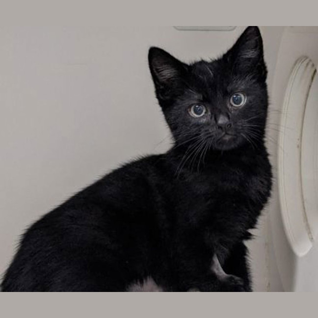 Photo of Luna