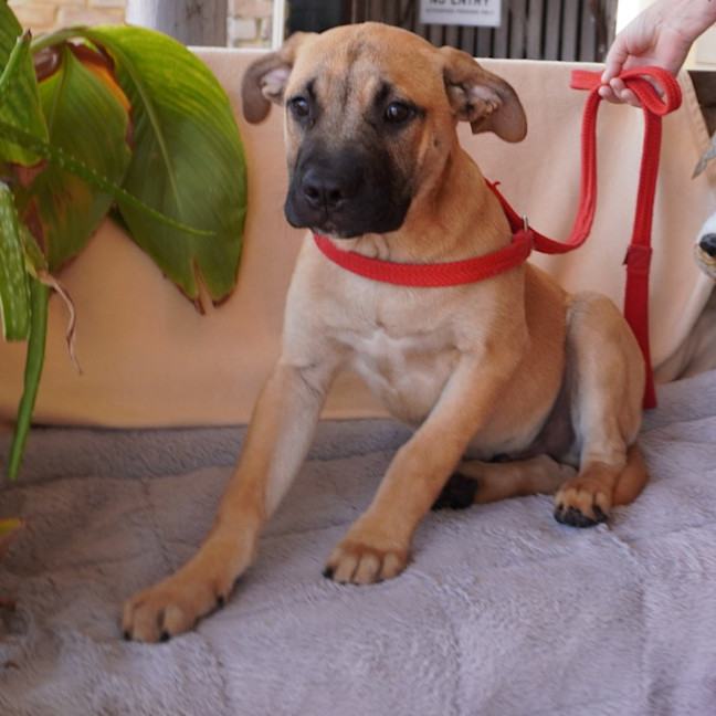 Photo of Sampson