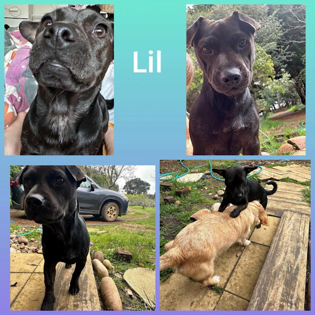 Photo of Lil