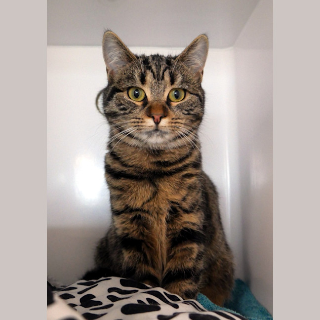 Photo of Skittles Stk013818