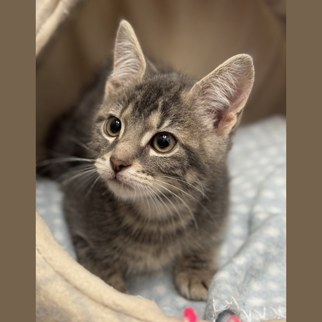 Photo of Asha