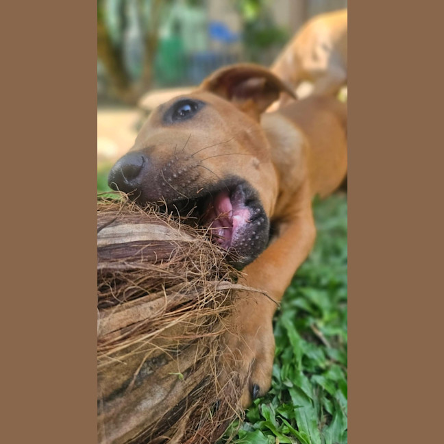 Photo of Taz