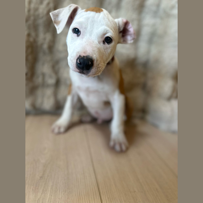 Photo of Dunkin Butterbean