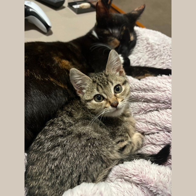 Photo of Venti **2nd Chance Cat Rescue**
