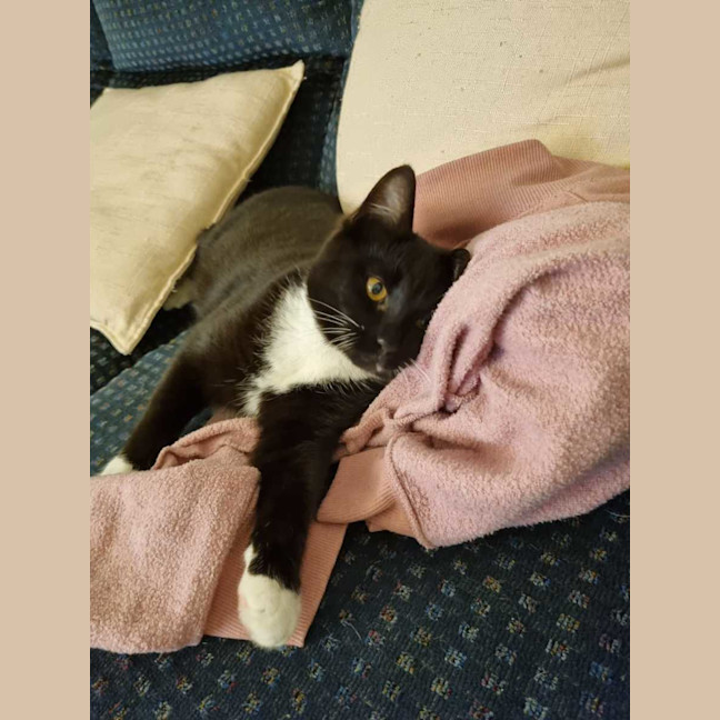 Photo of Pickles