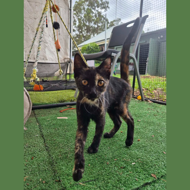Photo of Blaze