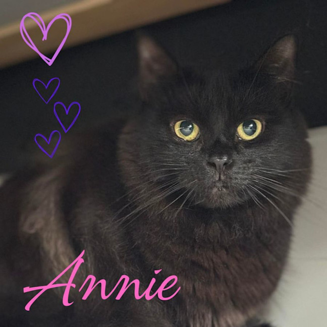 Photo of 🐈‍⬛💖 Annie 🐈‍⬛💖