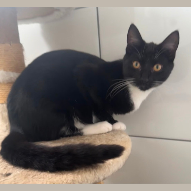 Photo of Tux